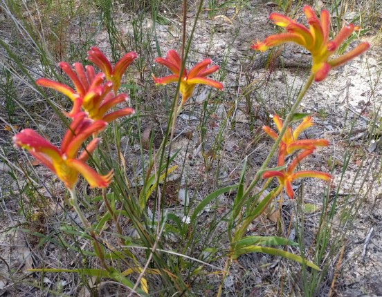 Kangaroo paw
